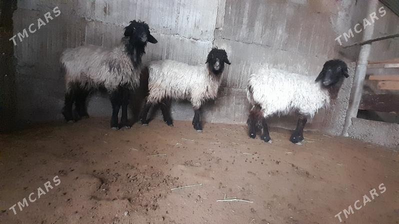 Goÿun - Herrikgala - img 1