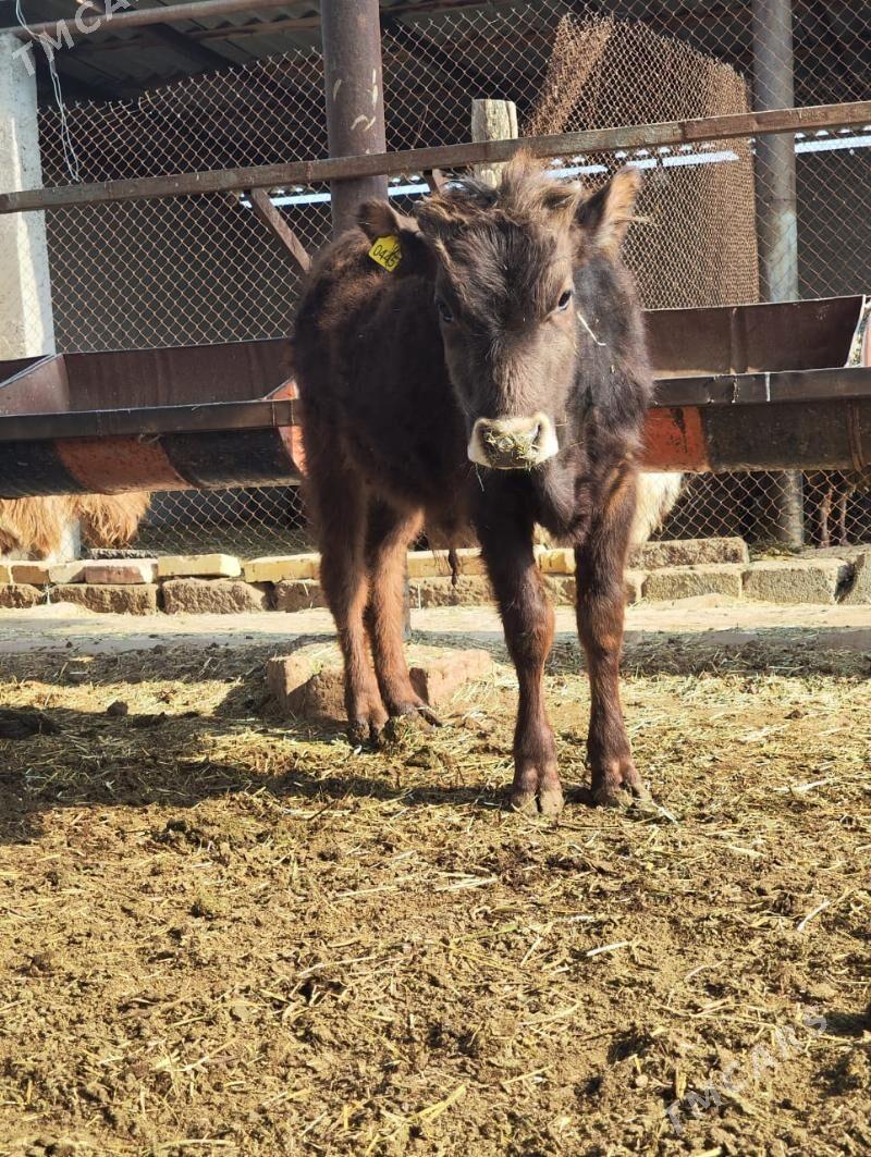 okuzce siwes - Wekilbazar - img 1