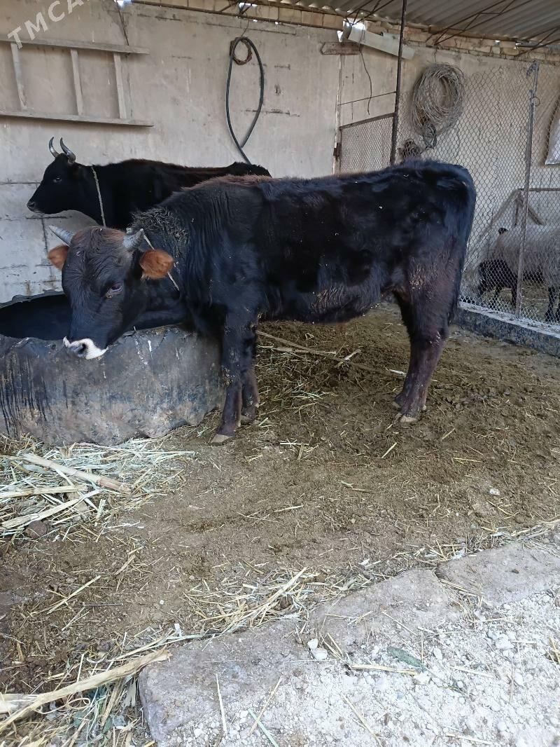 öküz - Ak bugdaý etraby - img 1