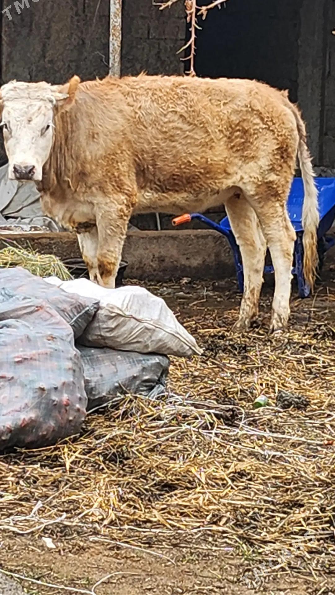 simental tuwe - Aşgabat - img 1