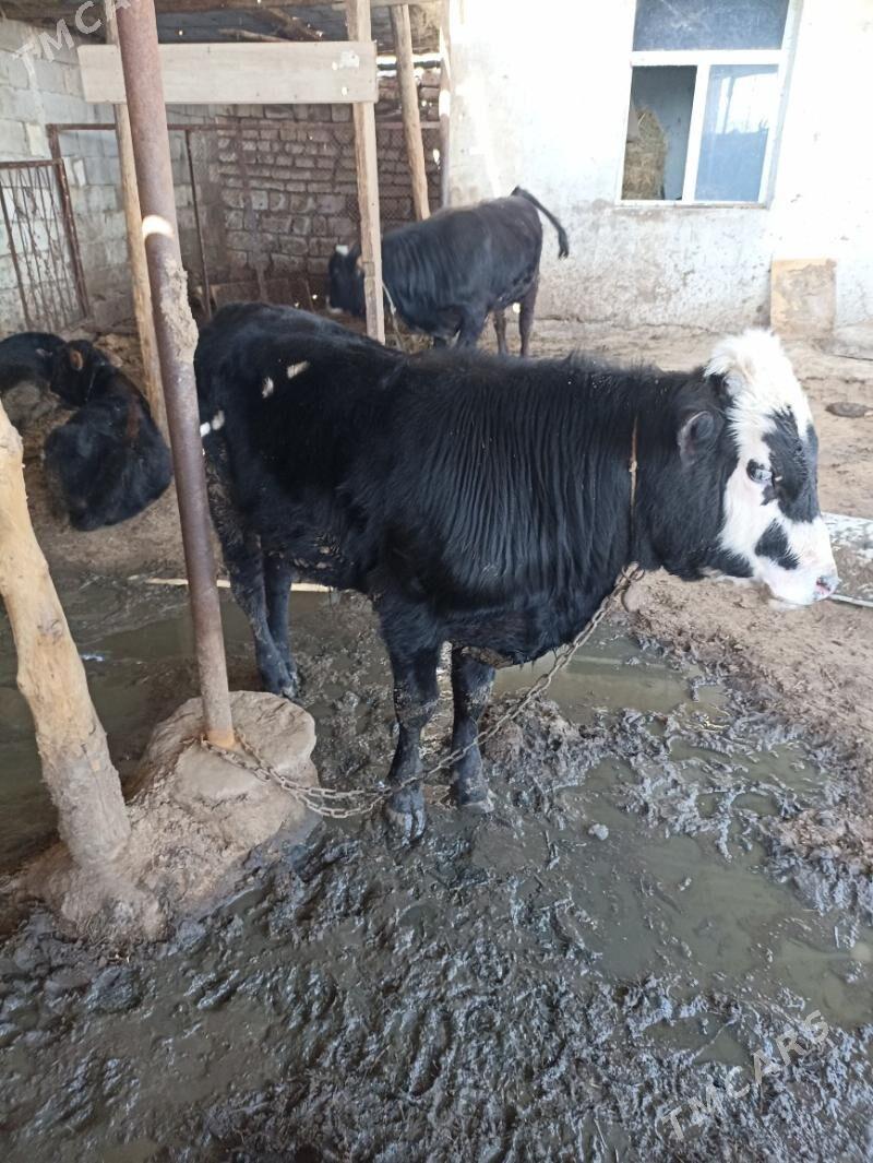 öküz - Garadamak - img 1