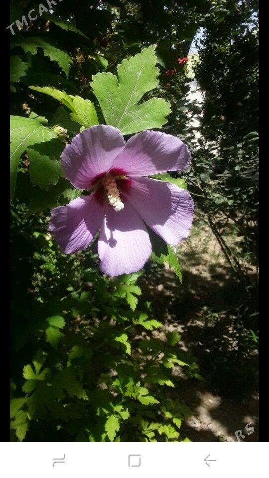 baglar - Gypjak - img 1