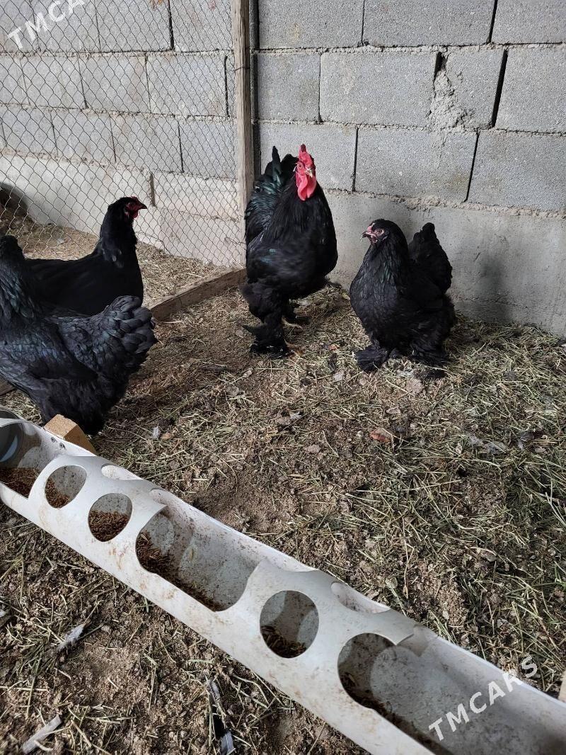 corny brama - Дашогуз - img 1