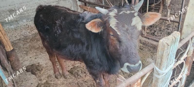 Öküz - Гёкдепе - img 1