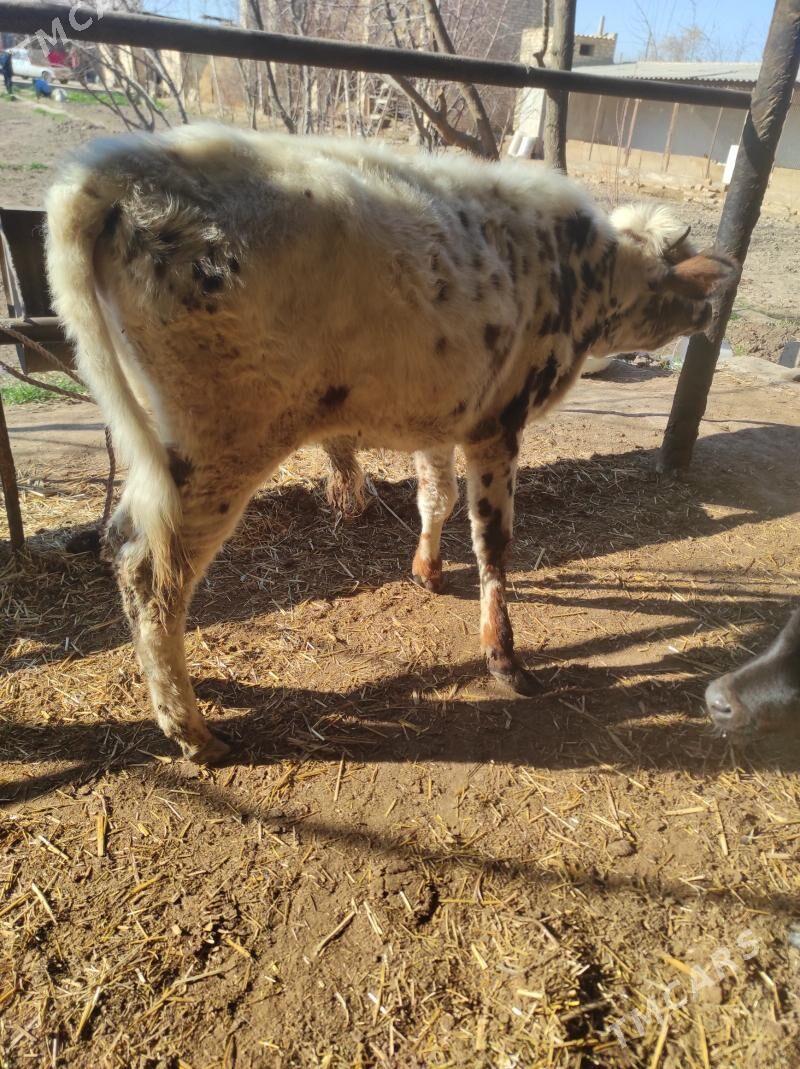 okuzceler - Чарджоу - img 1