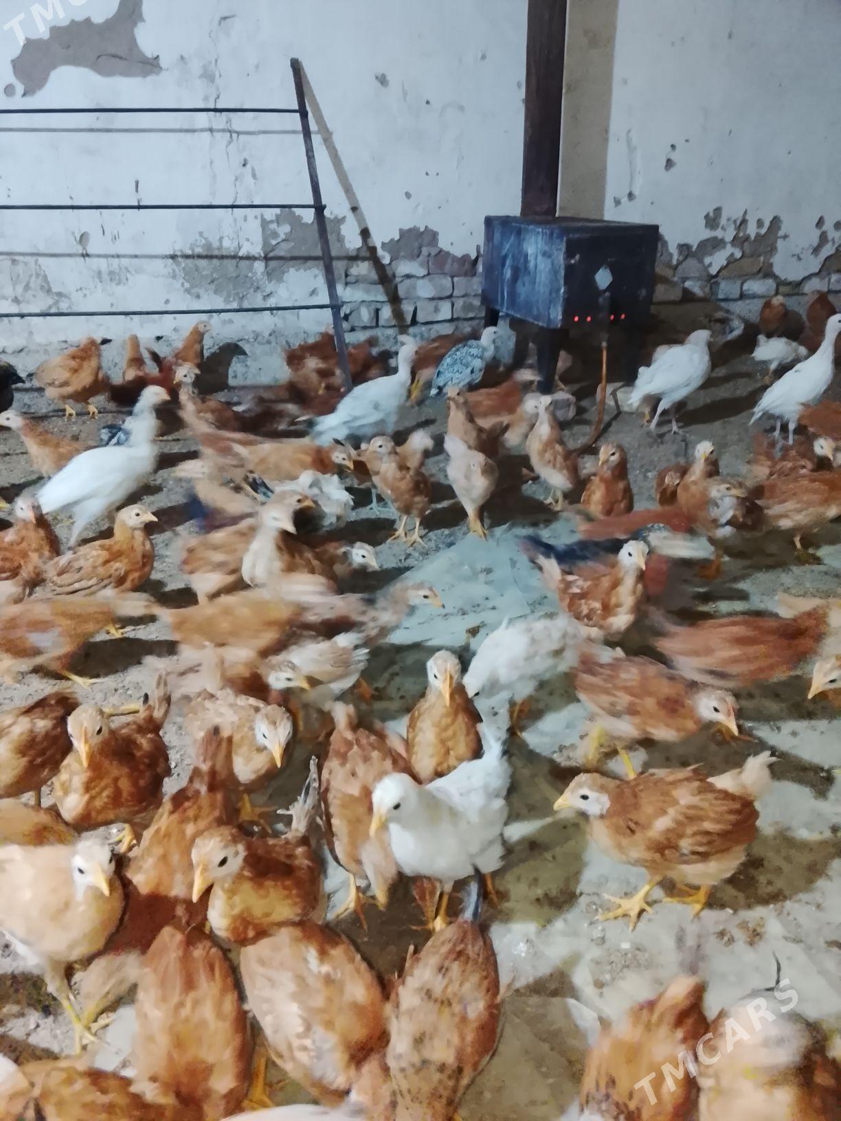 juje 2 yarim aylik - Änew - img 1