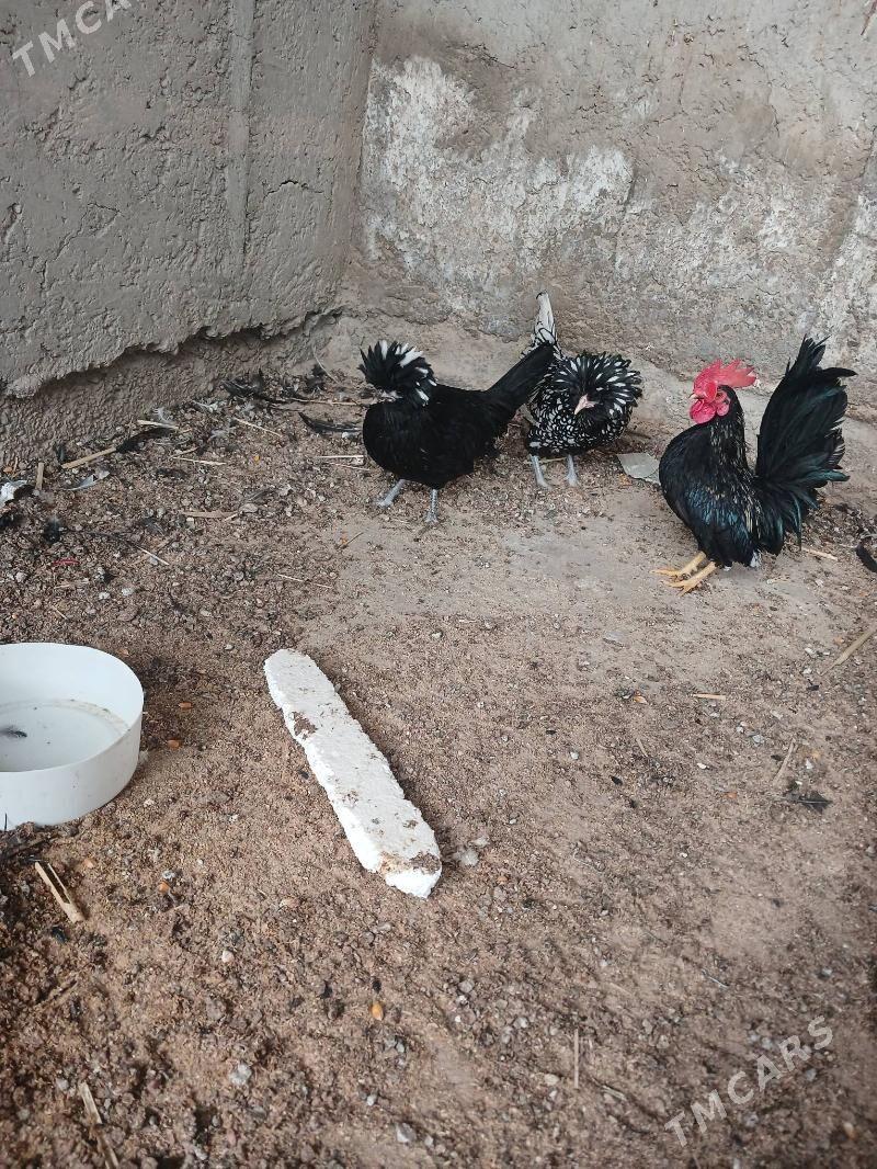 Paduwan - Balkanabat - img 1