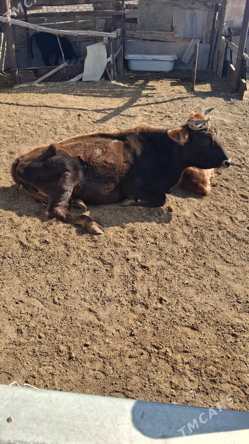 Sygyr tanasy bilen - Gumdag - img 1