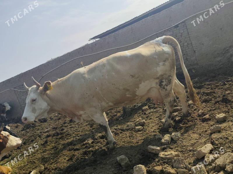 sinmental - Wekilbazar - img 1