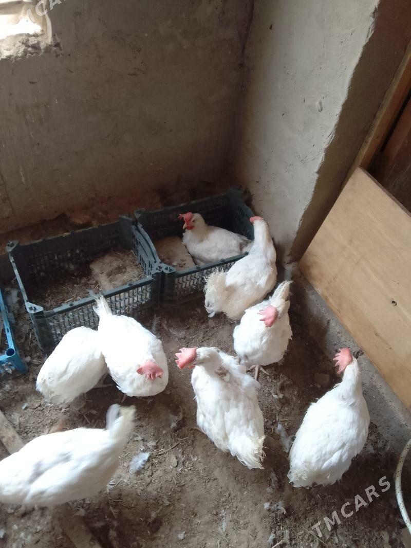 towuk - Baýramaly - img 1