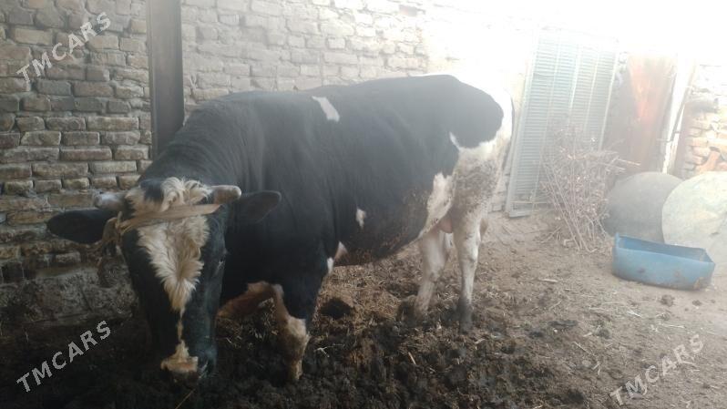 окуз - Сакар - img 1