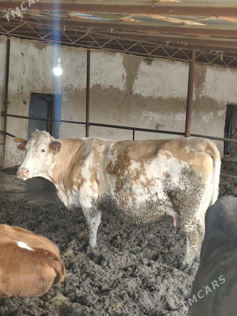 sinmeltal sygyr - Векильбазар - img 1