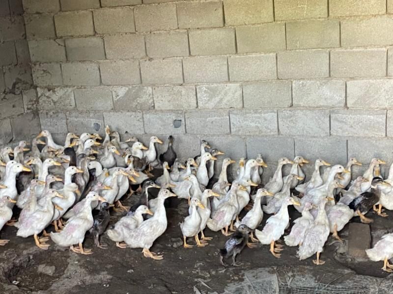 Ordek - Анев - img 1