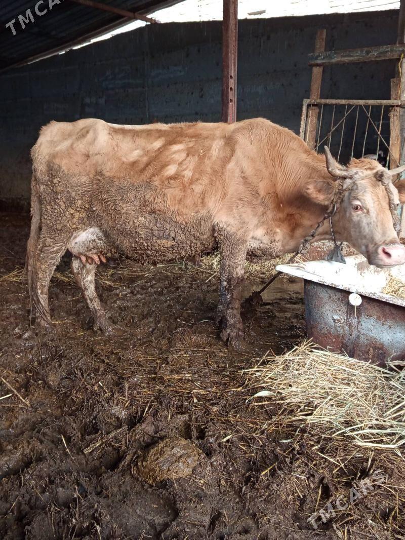 Göleli sygyr - Гёкдепе - img 1