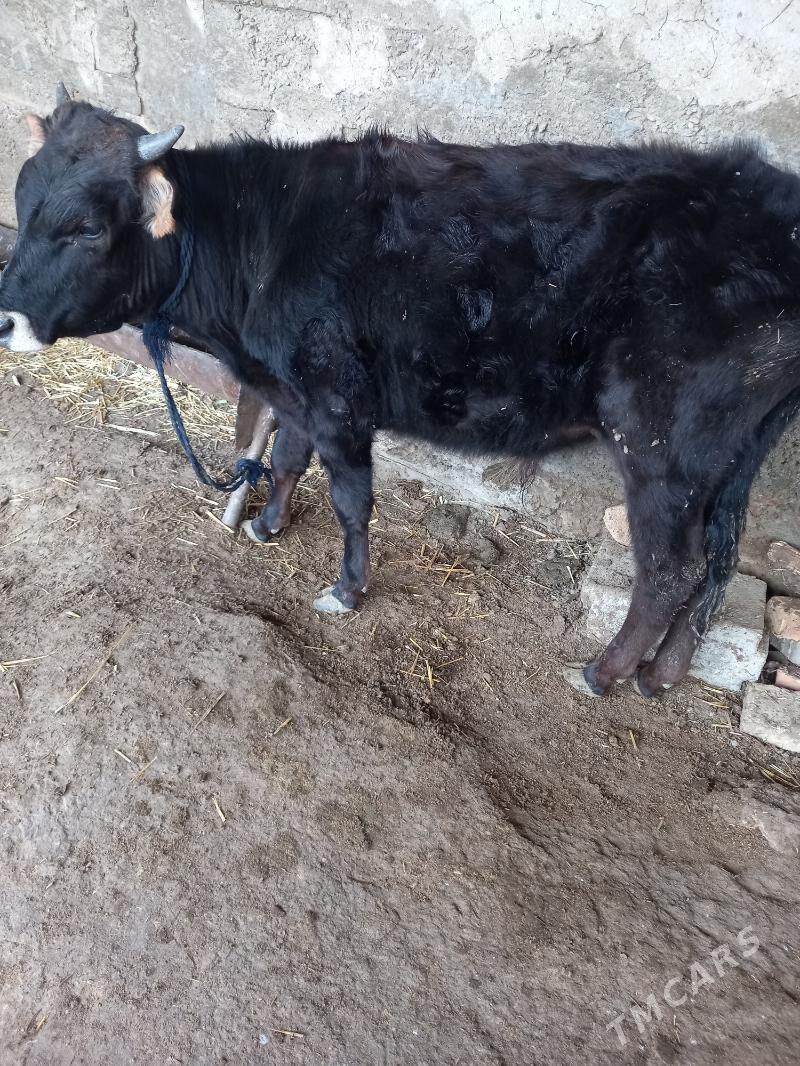 Okuz - Гызыларбат - img 1