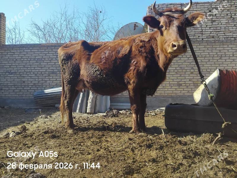 saglyk sygyr - Sakar - img 1