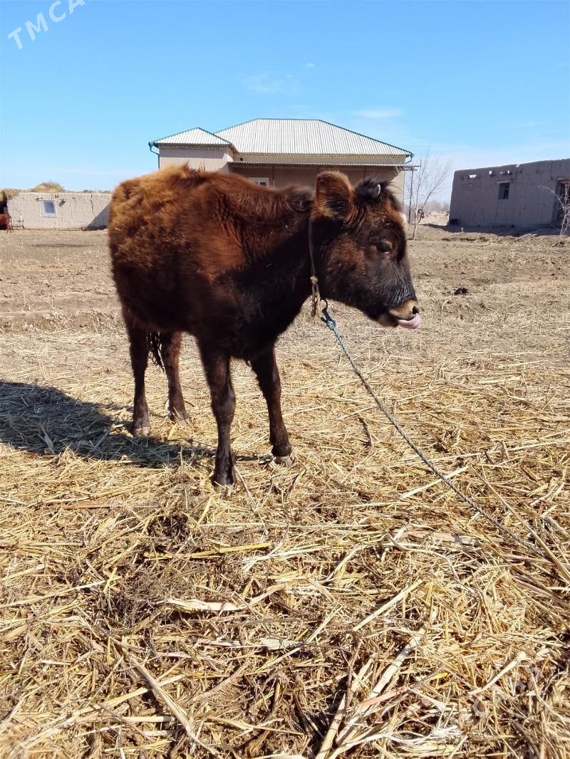 Gaçar bir ýaşap gelýe - Gurbansoltan Eje - img 1