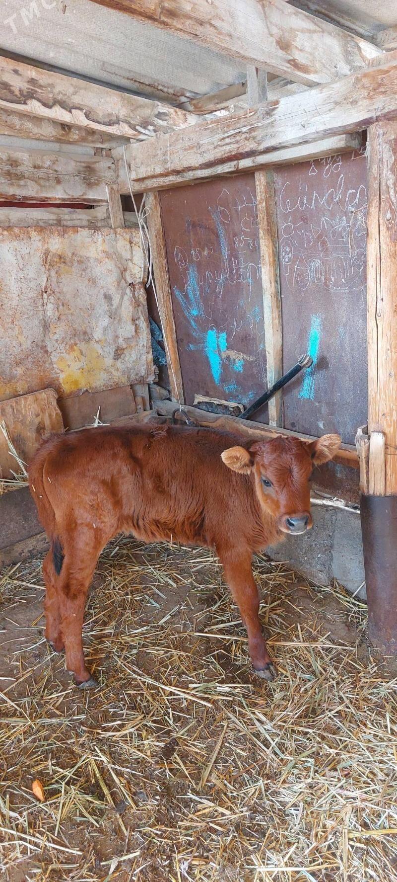 Gole - Änew - img 1