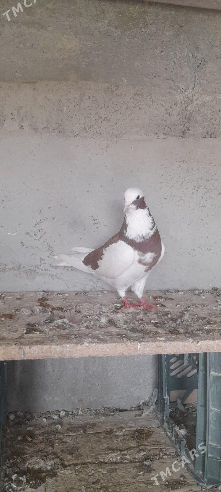 kepderi - Гызыларбат - img 1