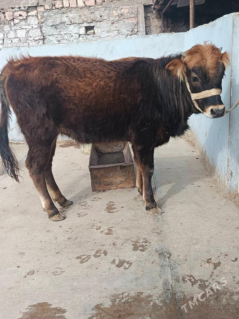 gacar - Balkanabat - img 1