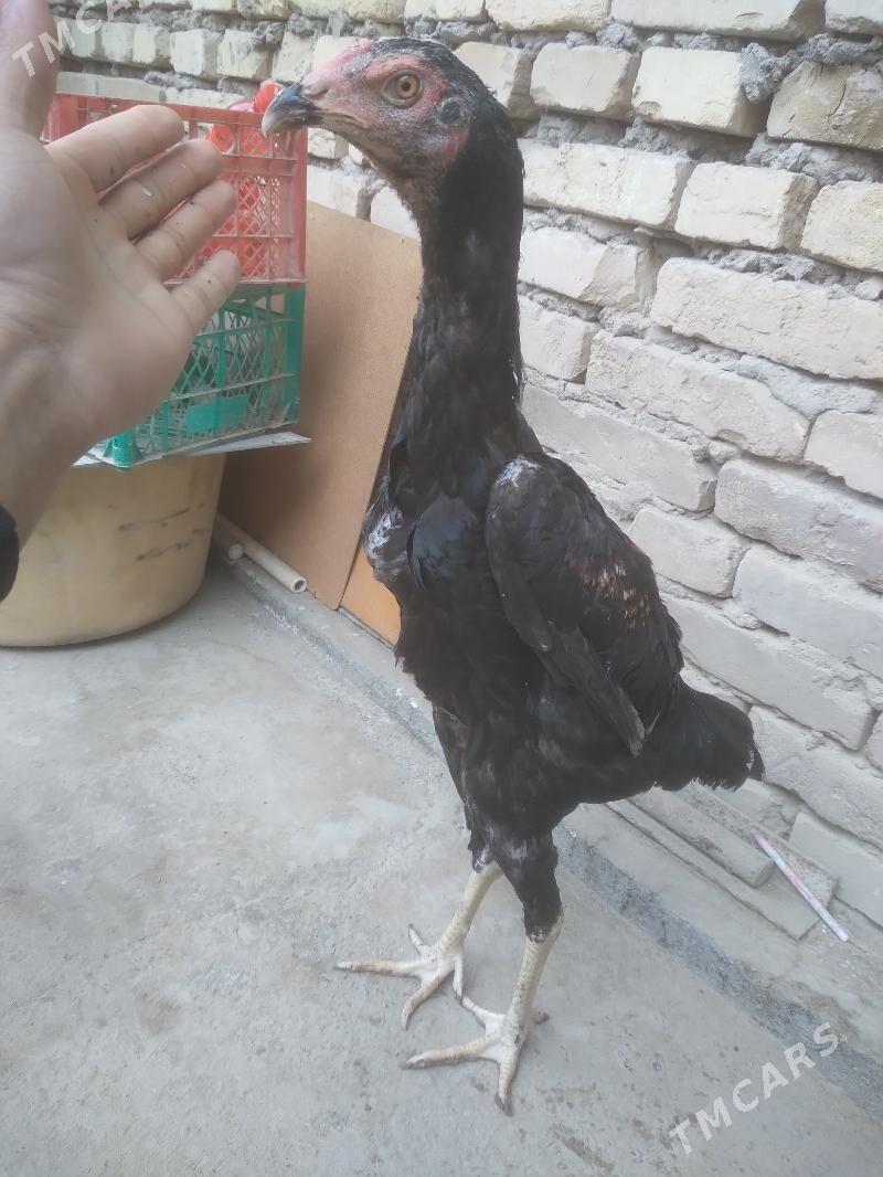 juje - Türkmenabat - img 1