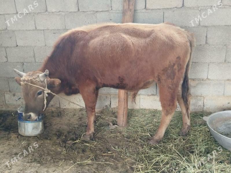 okuz - Ашхабад - img 1