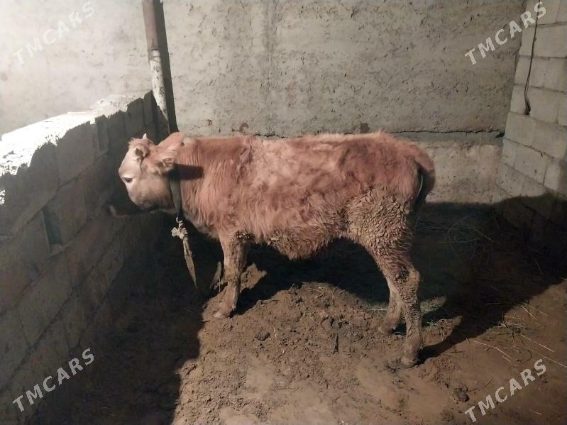 siwes Okuz - Ашхабад - img 1