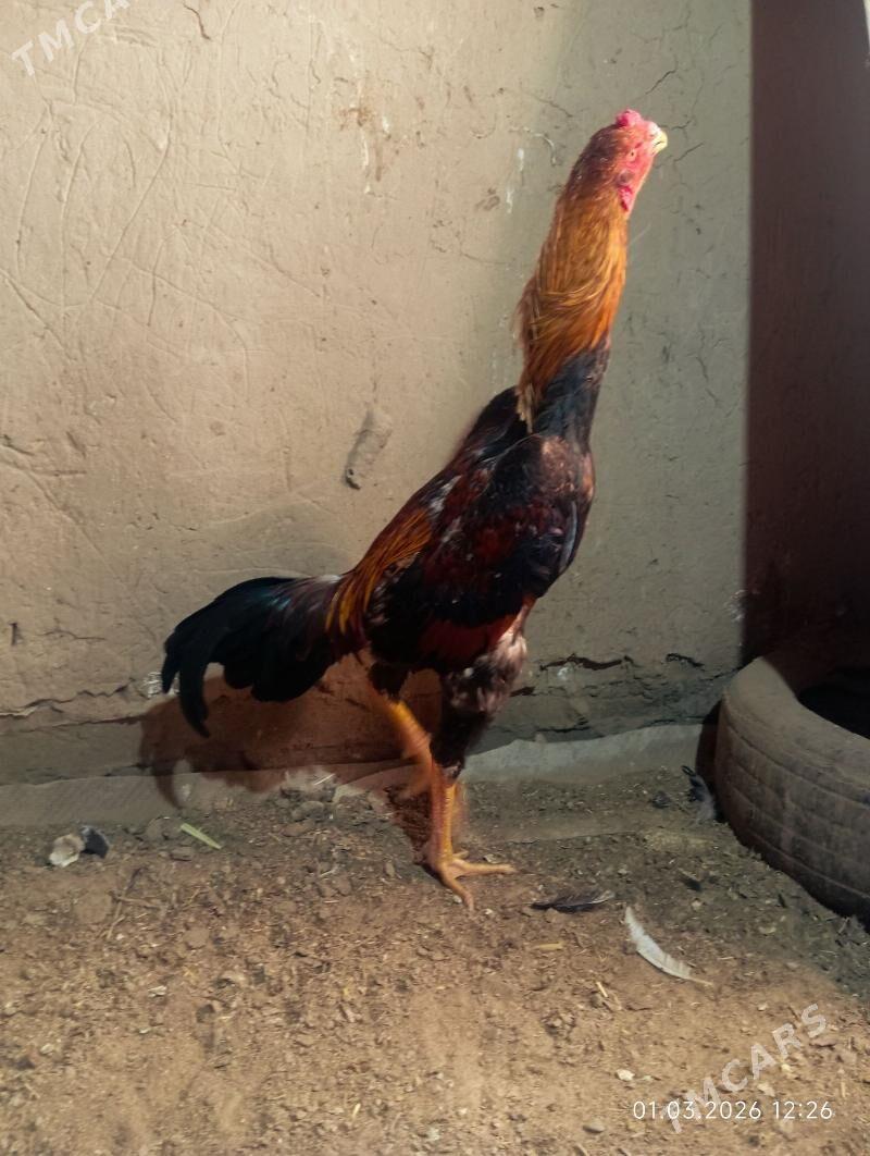 HORAZ - Murgap - img 1