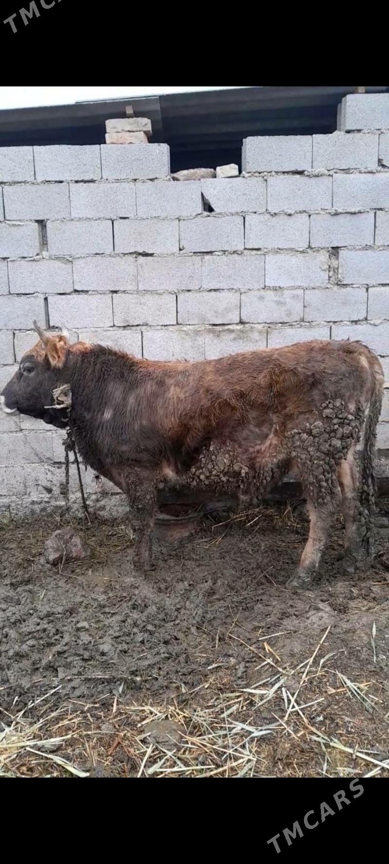 öküz - Bäherden - img 1