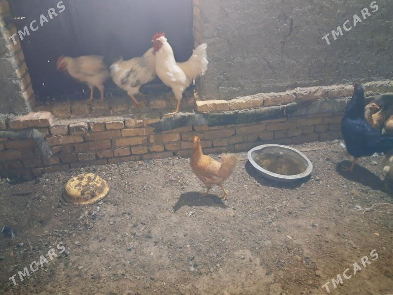 towuk horaz - Туркменабат - img 1