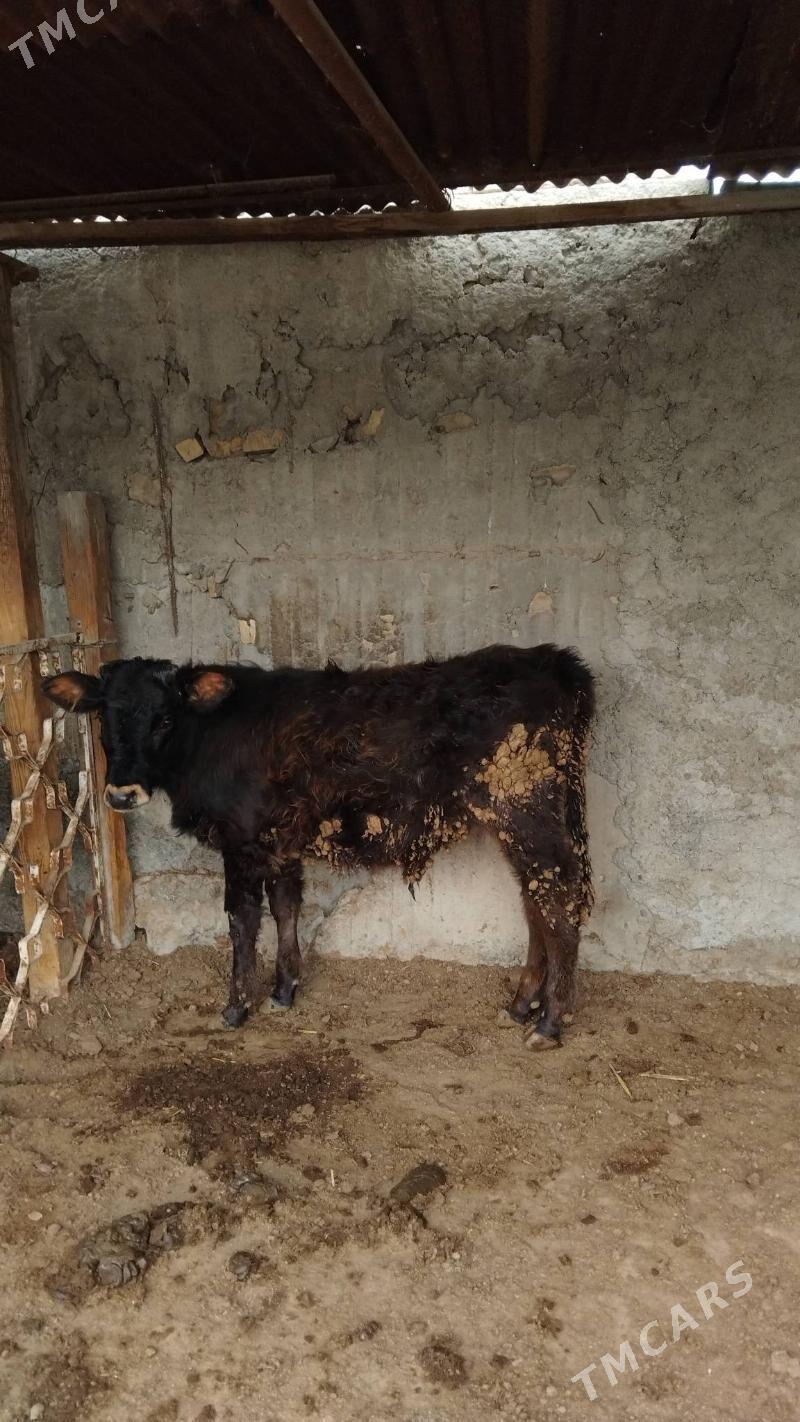 okuz - Ашхабад - img 1