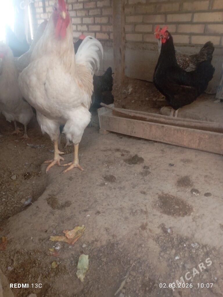 gigant towyk - Мары - img 1