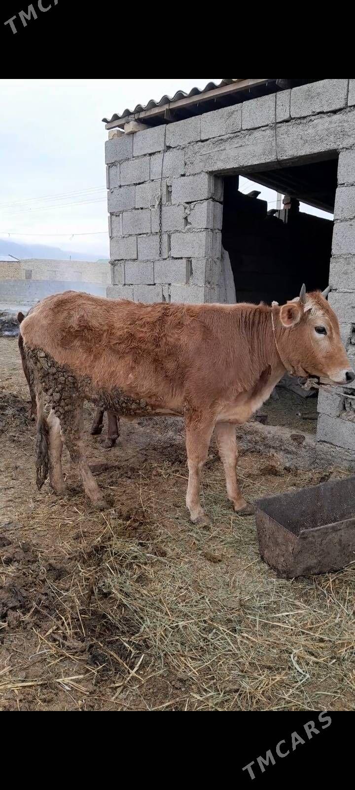 tuwe - Бахарден - img 1