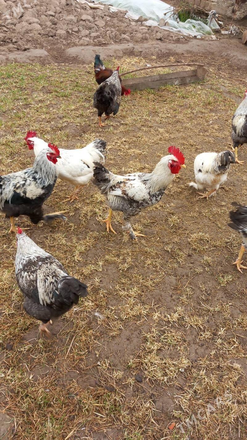 Horaz - Туркменабат - img 1