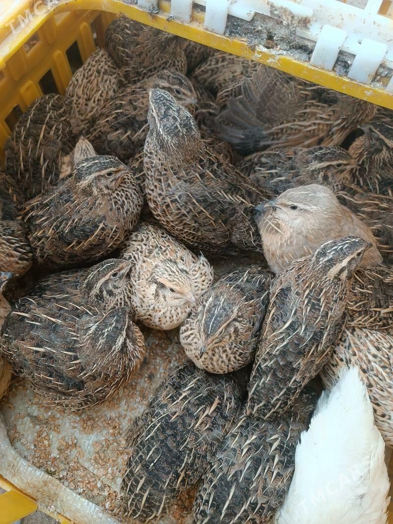 Bedene - Чоганлы - img 1