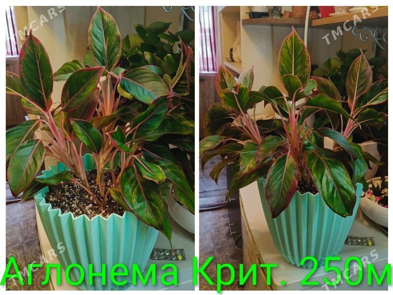 Цветы - 30 mkr - img 1