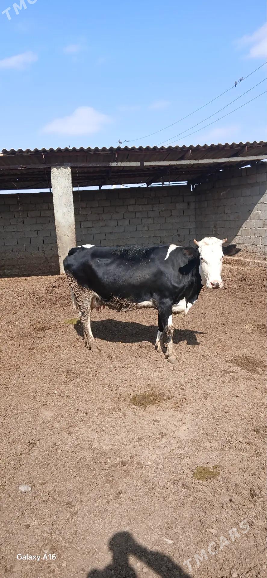 golisdeyin sygyr - Анев - img 1