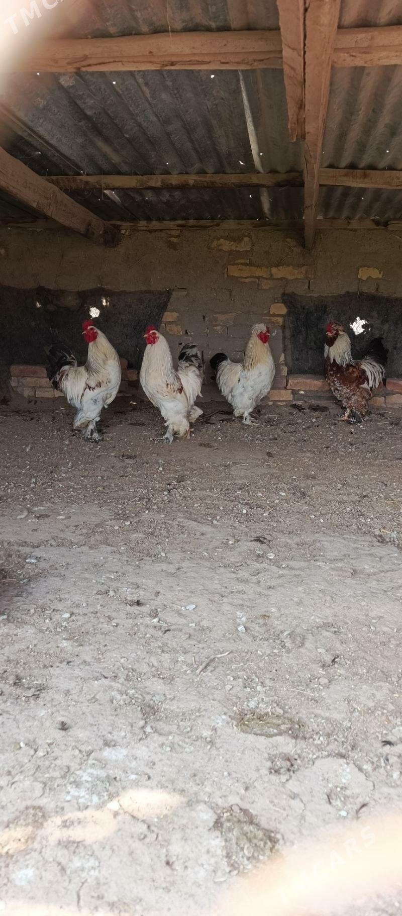 bramma horaz - Sakar - img 1