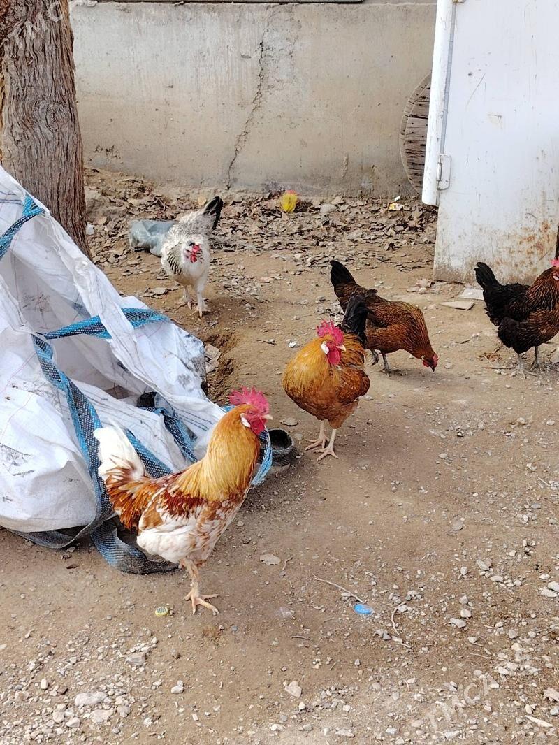 Horaz - Jebel - img 1