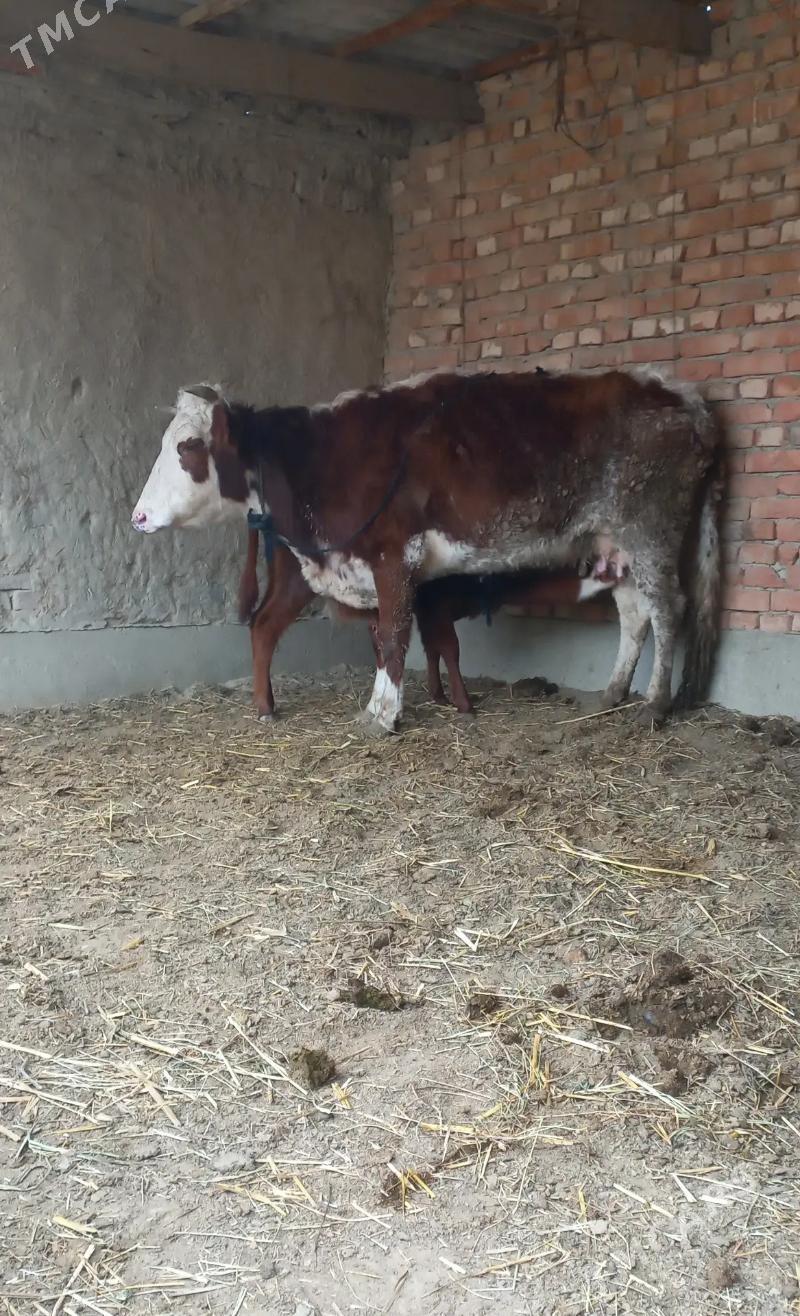 goleli sygyr - Bäherden - img 1