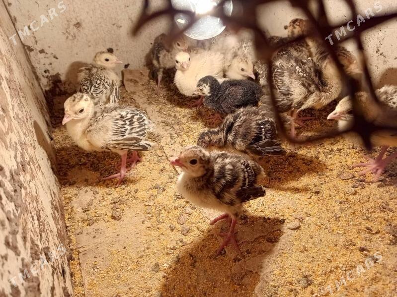 induk juyje - Дашогуз - img 1