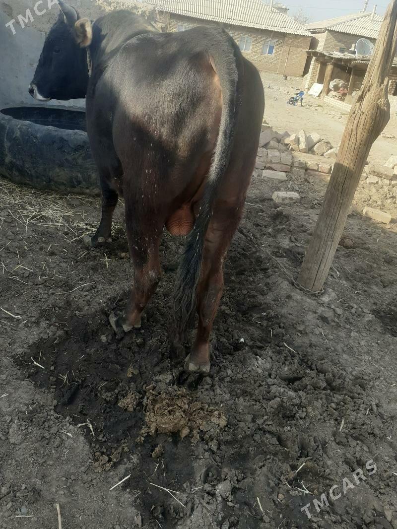 okus - Бабадайхан - img 1