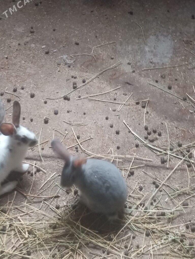 towsan - Туркменабат - img 1