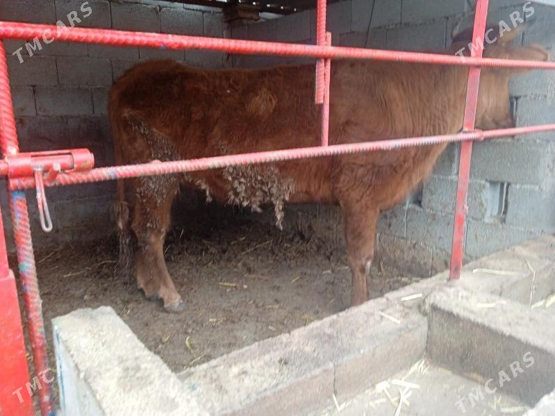 tuwe - Ашхабад - img 1