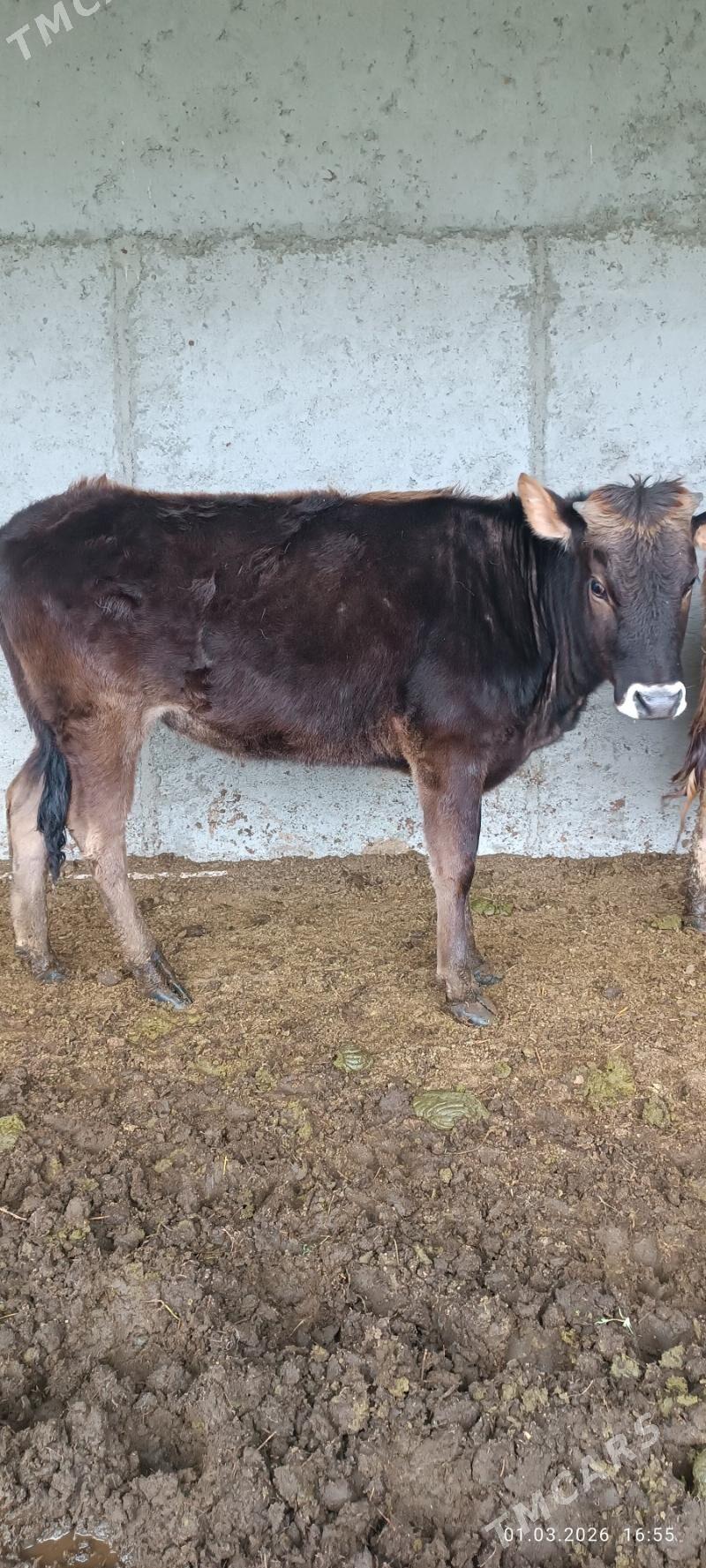 Tüwe 1 ýaş - Бахарден - img 1