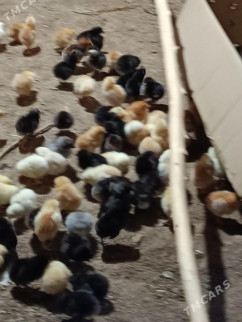 jüýje - Gurbansoltan Eje - img 1