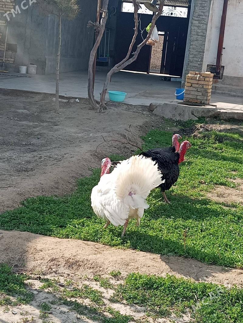 undiklar - Туркменабат - img 1