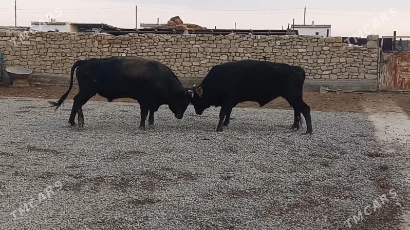 OKUZ - Gyzylarbat - img 1