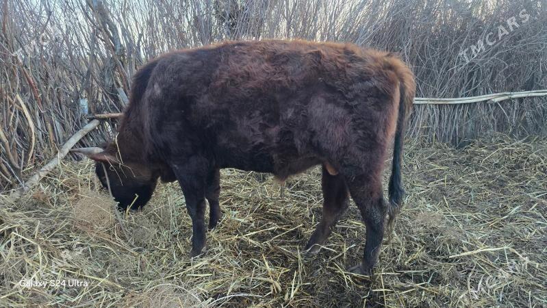 Okiz - Кёнеургенч - img 1