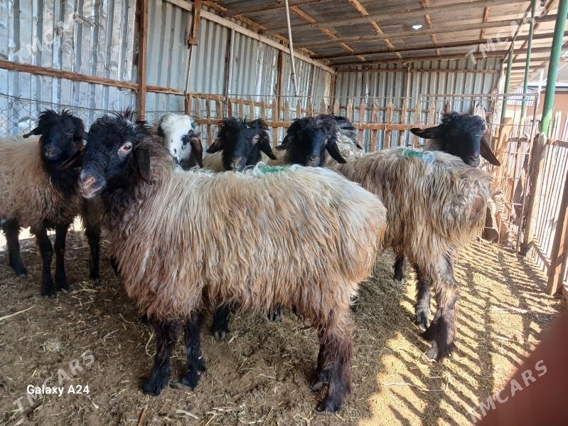 goyunlar - Мары - img 1